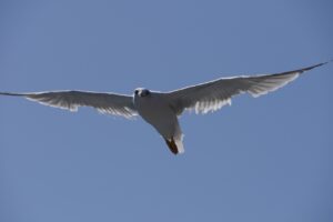 seagull, nature, blue