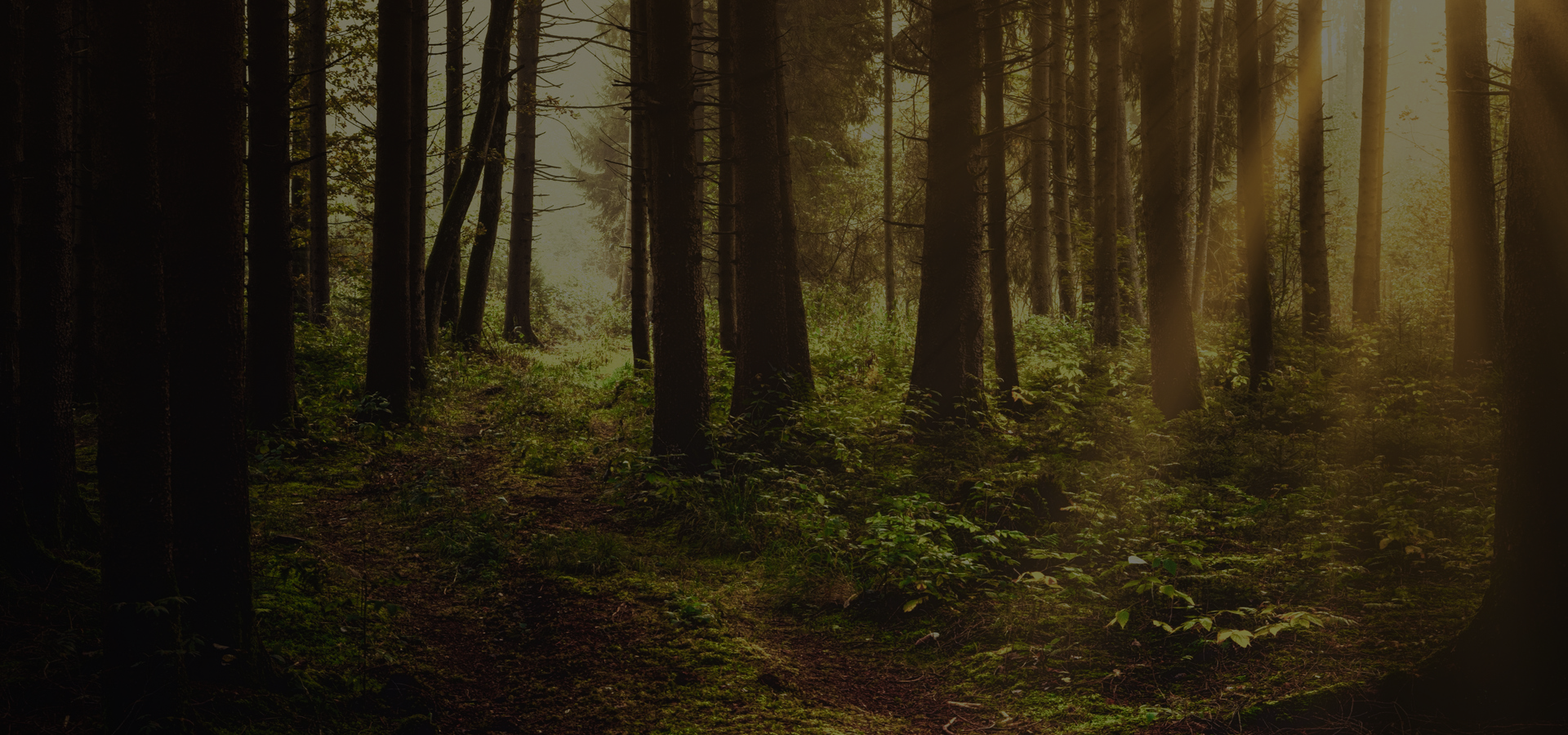 Wingspan Wellness Footer